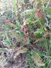 Pedicularis tuberosa
