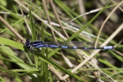 Enallagma recurvatum