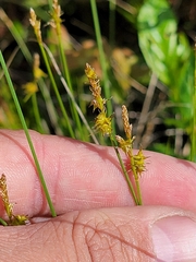 Carex sterilis