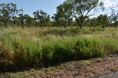 Crotalaria goreensis