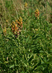 Crotalaria goreensis