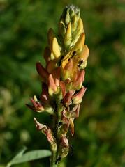 Crotalaria goreensis