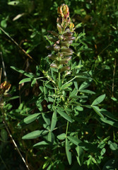 Crotalaria goreensis