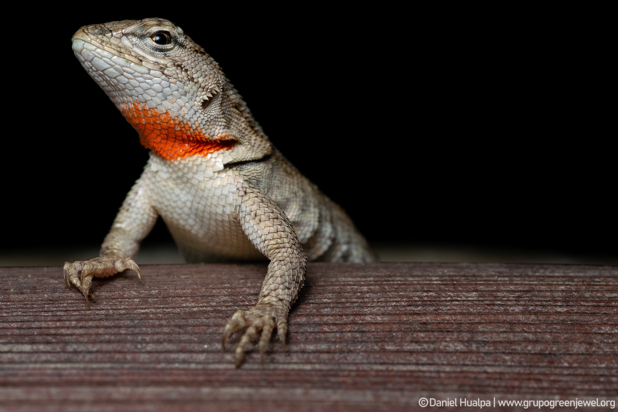 Microlophus image