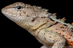 Knobbed Pacific Iguana photo 2