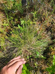 Carex sterilis
