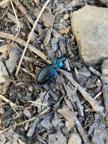 Blue Ground Beetle photo 4