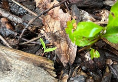 Hadrobunus maculosus