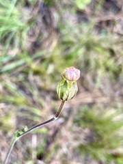 Silene argentina