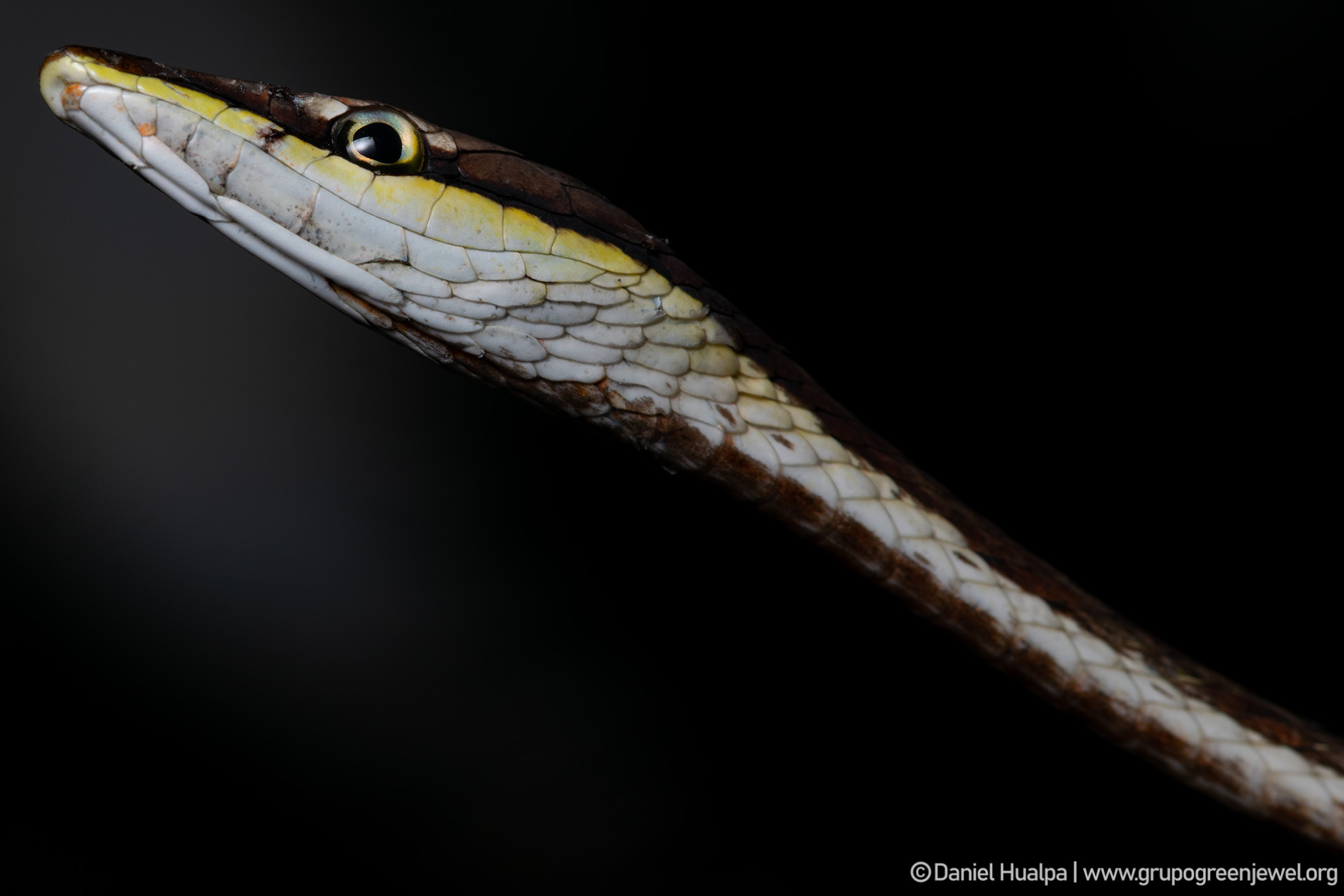 Oxybelis image