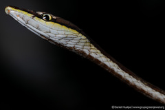 Oxybelis transandinus