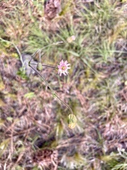 Silene argentina