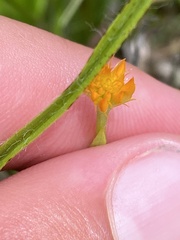 Polygala lutea