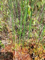 Juncus balticus littoralis