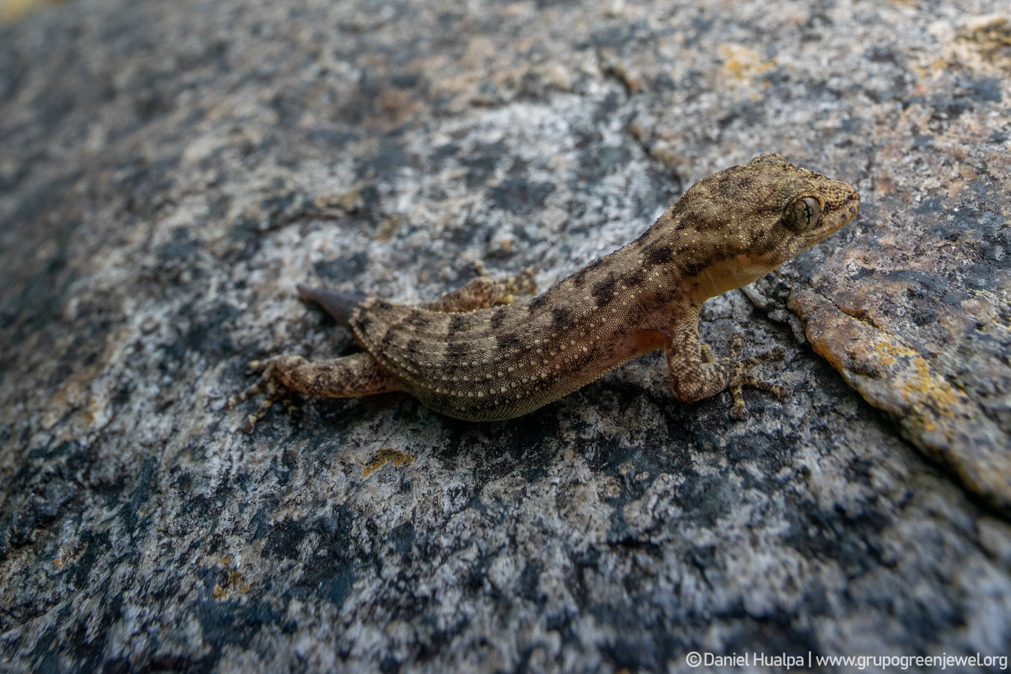 Phyllodactylus reissii image