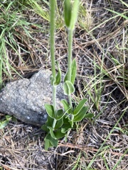 Silene argentina