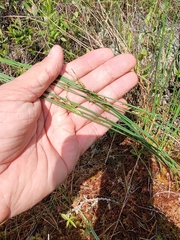 Juncus balticus littoralis