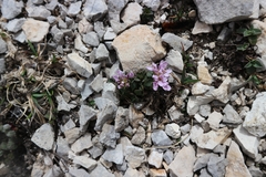 Noccaea stylosa