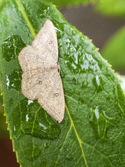 Cyclophora maderensis