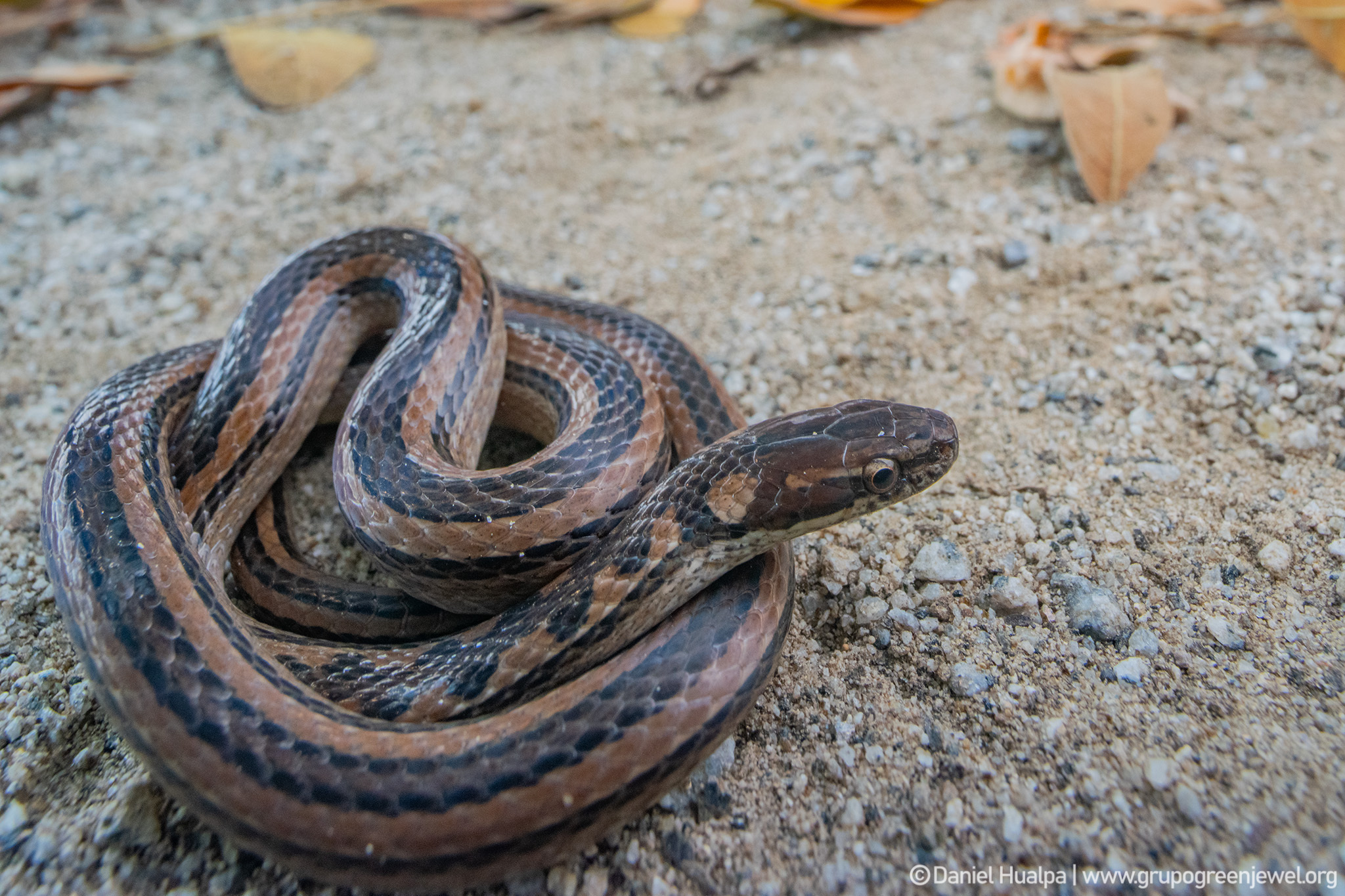 Coniophanes dromiciformis image