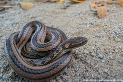 Coniophanes dromiciformis