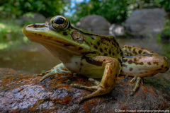 Lithobates bwana