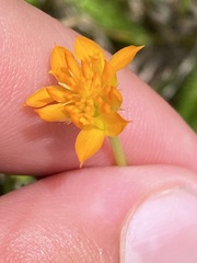 Polygala lutea