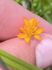 Polygala lutea