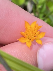 Polygala lutea