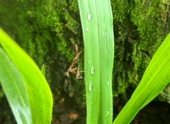 Pseudomiopteryx infuscata