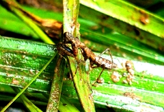 Pseudomiopteryx infuscata