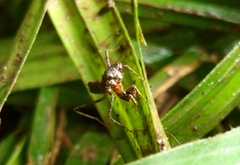 Pseudomiopteryx infuscata