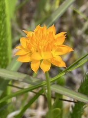 Polygala lutea