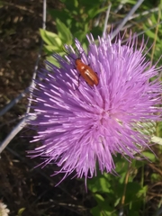 Nemognatha piazata