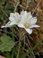 Tristagma