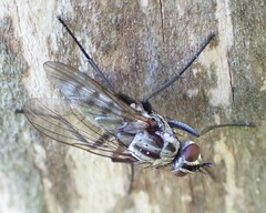 Eustalomyia
