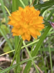 Polygala lutea