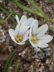 Tristagma
