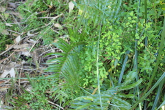 Telmatoblechnum indicum