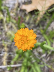 Polygala lutea