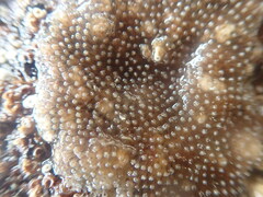 Cryptosula pallasiana