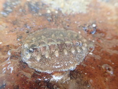 Acanthochitona fascicularis