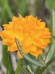 Polygala lutea