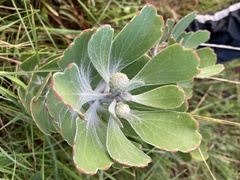Leucospermum innovans
