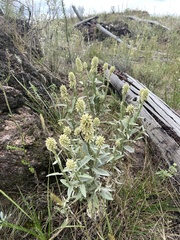 Pterocaulon alopecuroides