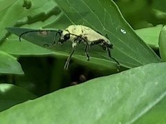 Trigonarthris subpubescens
