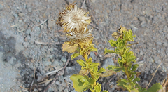 Haplopappus multifolius
