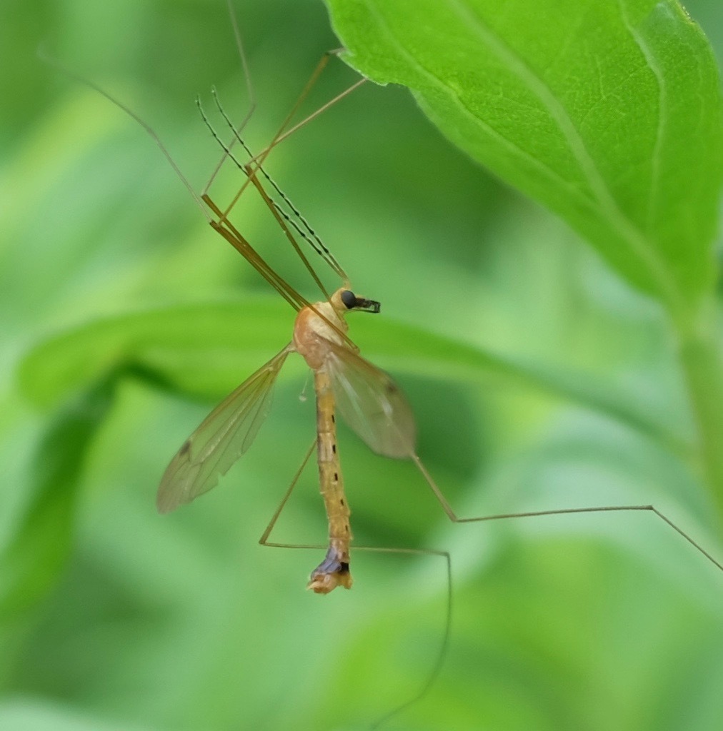 Nephrotoma gnata