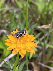 Polygala lutea