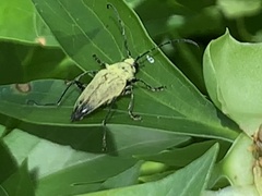 Trigonarthris subpubescens